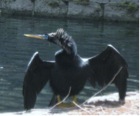 bird