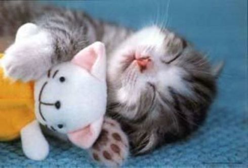kitty with stuffed animal