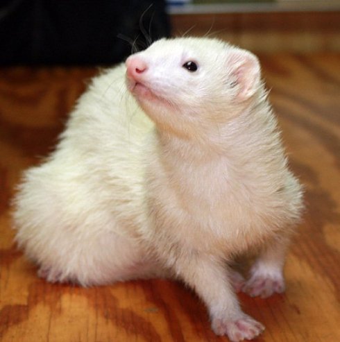 DiVoran White Ferret