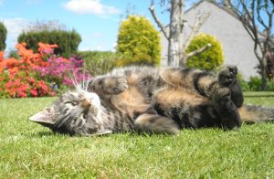 Cat rolling in grass