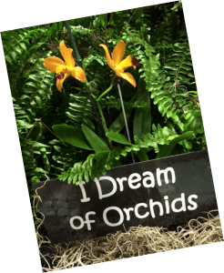I Dream of Orchids