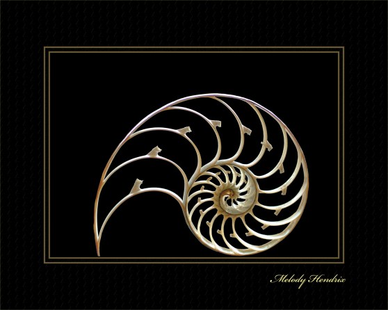 Nautilus