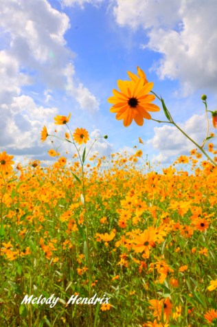 Find the good swamp sunflowers copy