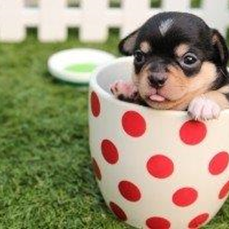 Tea cup puppy