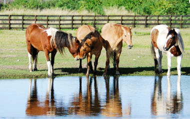 4-horses-by-water
