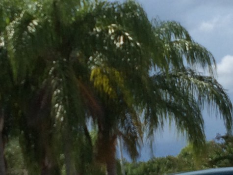 storm-clouds-palm-trees-copy