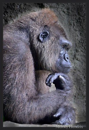 silver-back-guerilla-2