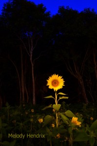 light-painted-sunflower