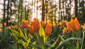 orange-tulips
