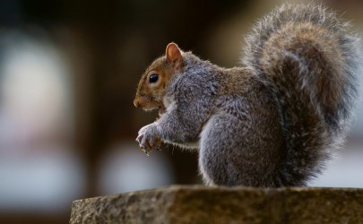 squirell-taking-a-bite