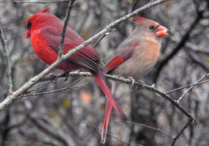 cardinal-pair-copy