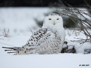 snowy-owl