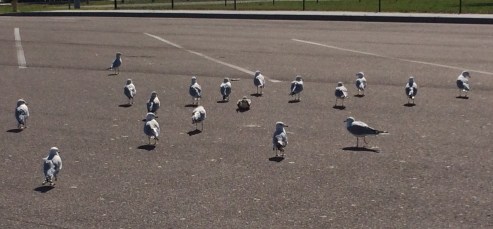 bird-parking-lot
