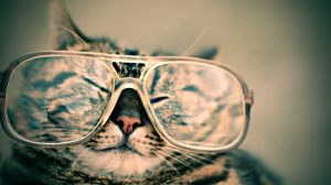 cat-with-glasses