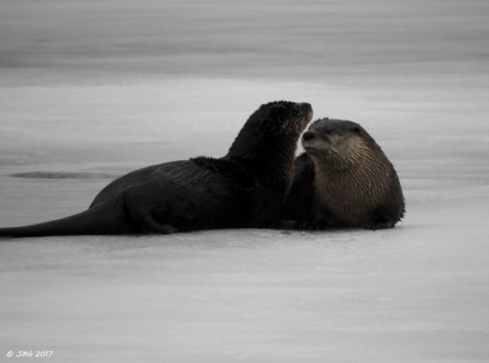 otter-love-on-ice