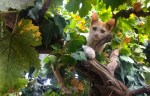 Cat in a&nbsp;tree