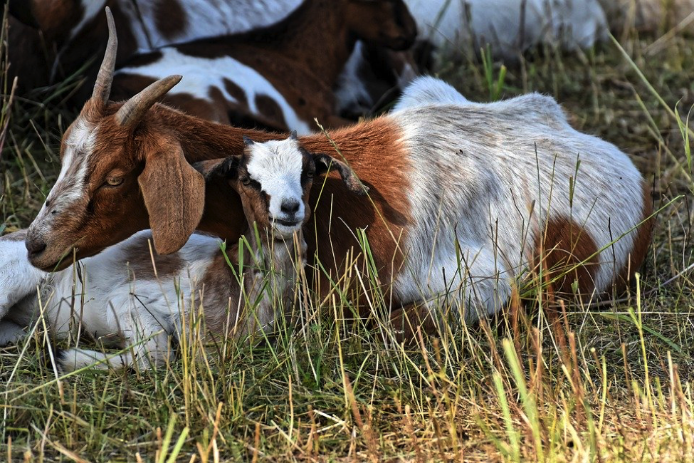 Description: Goats, Mom And Child, Kid, Small, Cute, Young, Fur