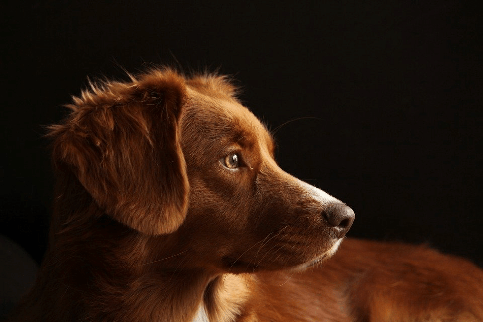 Description: Dog, Toller, Pet, Retriever